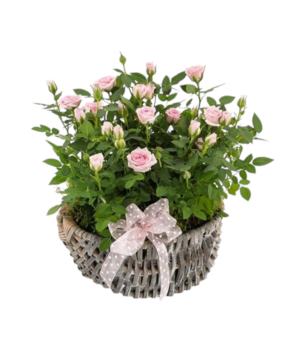 Cesto in vimini con pianta di rose