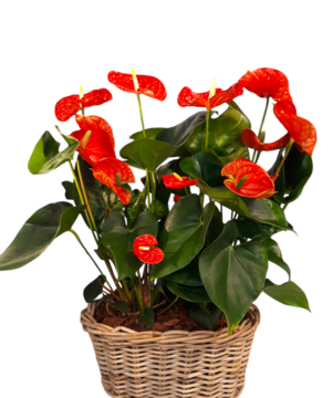 Cesto in vimini di anthurium