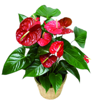 Anthurium