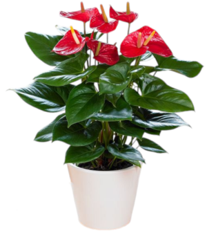 Anthurium