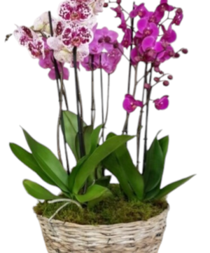 Cesto in vimini con 3 orchidee