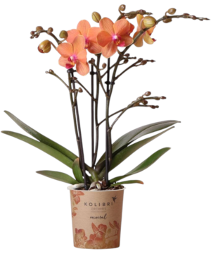 Orchidea phalaenopsis arancione