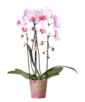 Orchidea phalaenopsis rosa