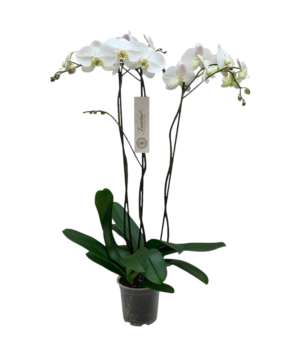 Orchidea phalaenopsis bianca