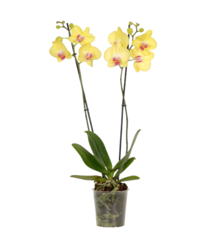 Orchidea phalaenopsis gialla