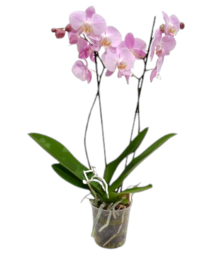 Orchidea phalaenopsis rosa chiaro