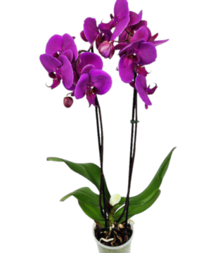 Orchidea phalaenopsis viola