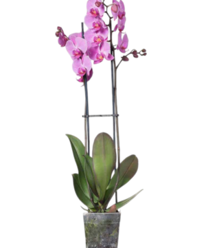 Orchidea phalaenopsis fucsia