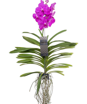 Orchidea Vanda Fucsia