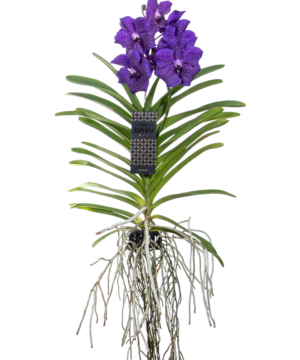 Orchidea Vanda Viola