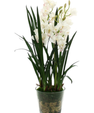 Orchidea Cymbidium bianca