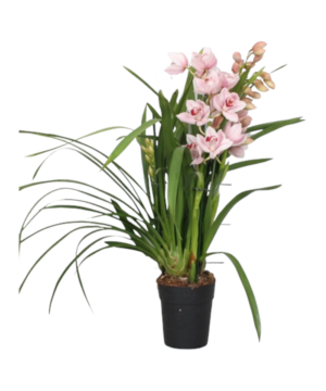 Orchidea Cymbidium Rosa