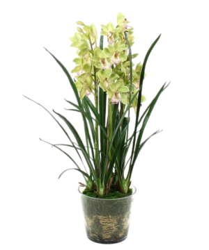 Orchidea Cymbidium Verde