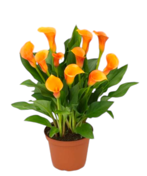 Calla arancione