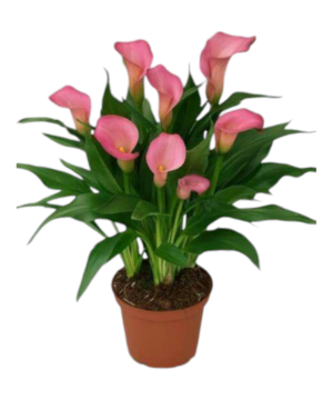 Calla rosa