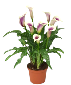 Calla bianca e viola