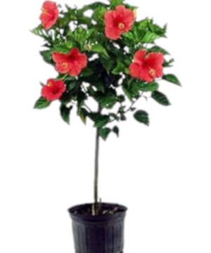 Hibiscus ad alberello