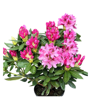 Rododendro rosa