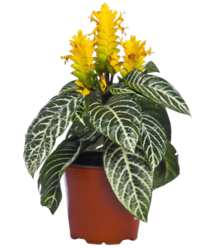 Afelandra (Aphelandra)