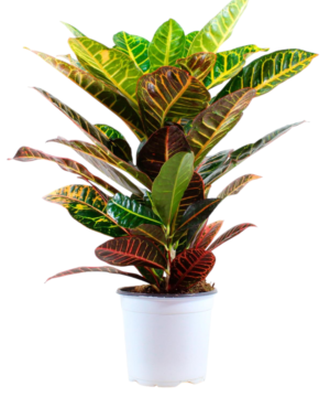 Croton
