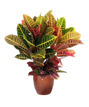 Croton