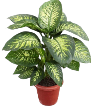 Pianta Dieffenbachia 