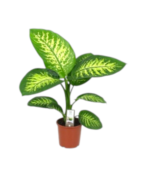 Pianta Dieffenbachia