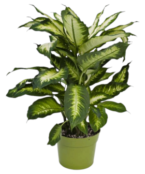 La Dieffenbachia