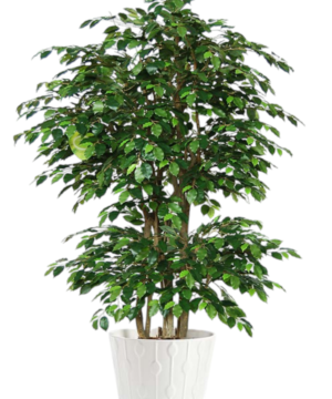 Ficus Benjamin