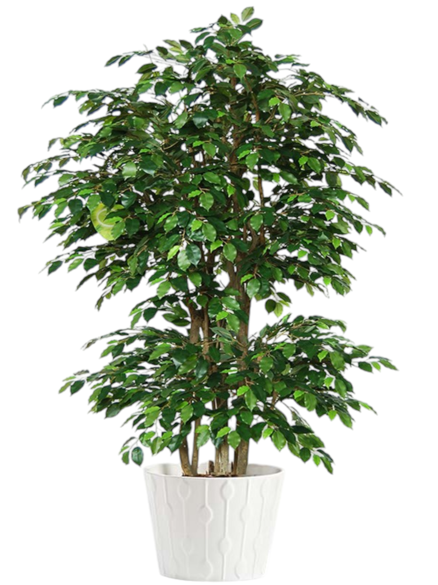 Featured image for “Ficus Benjamin”