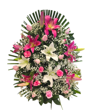 Adobbo stargazer rosa e bianco