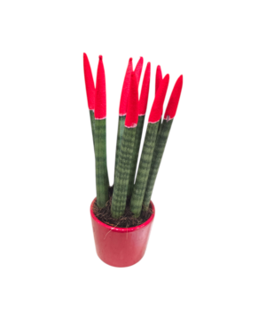 Sanseveria punte colorate