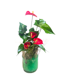 Pianta di Anthurium