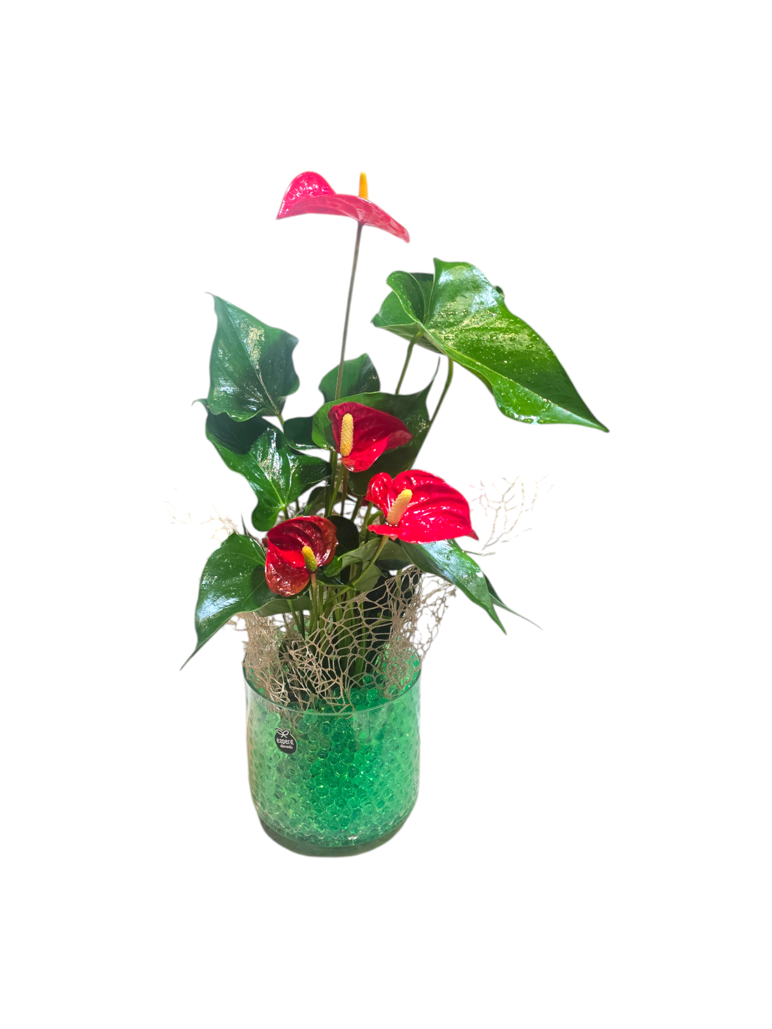 Featured image for “Pianta di Anthurium (gelatina verde)”