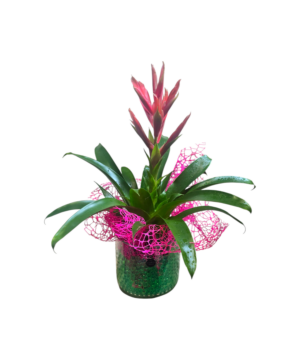 Pianta di Bromelia