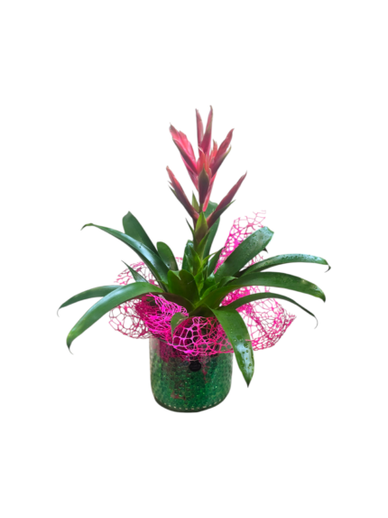 Pianta di Bromelia