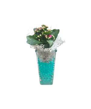 Pianta di kalanchoe
