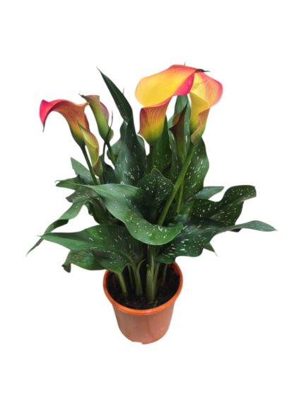 Calla rosa - immagine 7