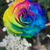 Bouquet di 12 Rose rainbow a gambo lungo - immagine 2