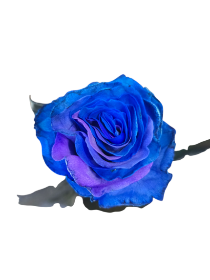 Bouquet di 9 Rose blu a gambo lungo - immagine 2