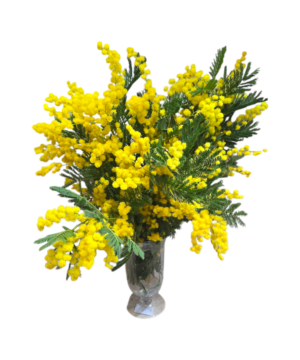 Bouquet di mimosa grande