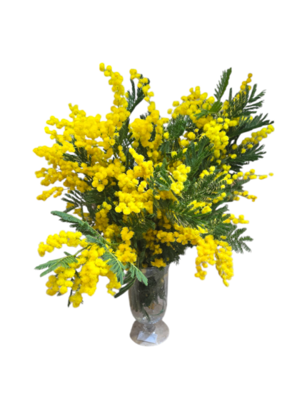 Bouquet di mimosa grande