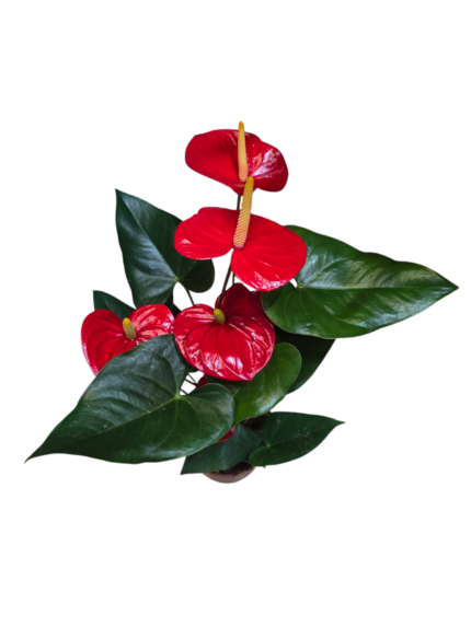 Anthurium - immagine 2