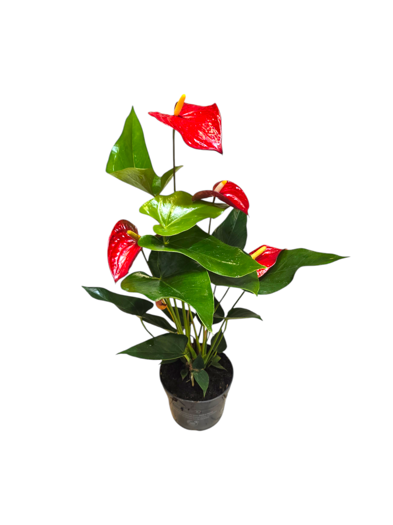 Featured image for “Anthurium”