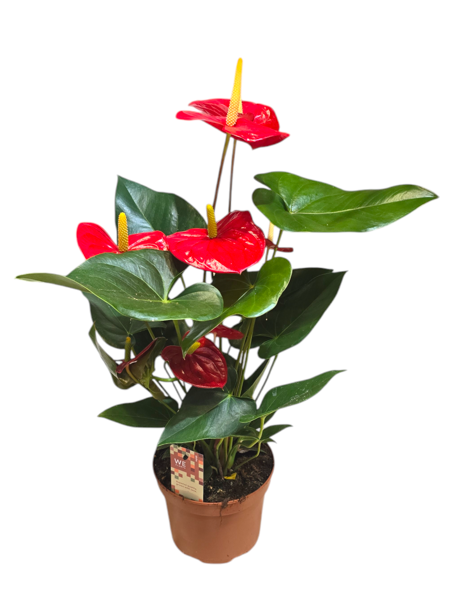 Featured image for “Anthurium”