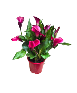 Calla rosa