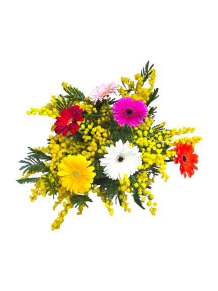 Bouquet gerbere e mimosa