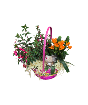 Cesto con Ornitogallo e Fucsia