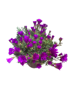 Lampranto o Lampranthus