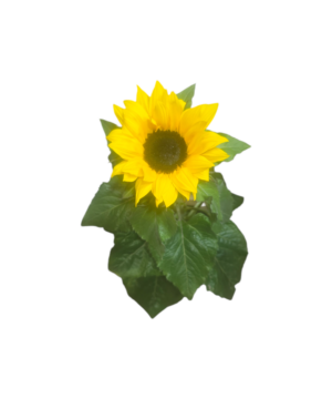 Pianta di Girasole